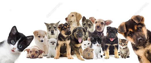 Set of pets