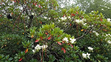 Close-up of a Rhododendron plant with lush green leaves, white flowers, and dark berries in natural outdoor setting.