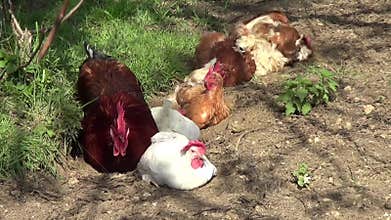 Free-range chickens laying eggs in a backyard garden. High animal welfare standards.