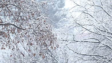 Details of actual snow falling at daytime in European city complicated life