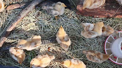 Chicks explore their outdoor space in rural setting with straw wood
