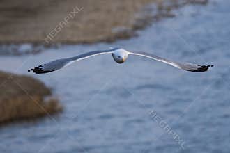 White Seagull Flying above the River in Winter