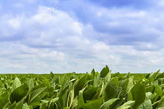 Soy bean field
