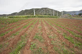 Corn cultivate field and wind turbine