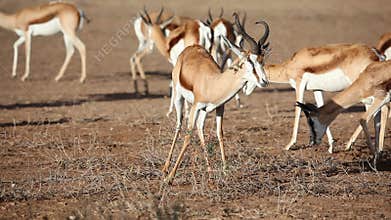 Springbok and bush