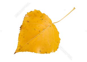 Aspen Leaf