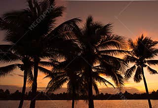 Coconut tree silhoette