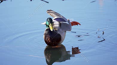 Mallard Drake Preening in Shallow Pond Water