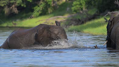African Bush Elephants swimming and playing in the Chobe River.
