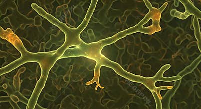 Gigaspora Extramatrical Hyphae - 3D Confocal Laser Scanning Micrograph
