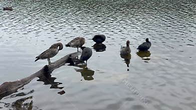 Footage of Water Birds preening themselves in a lake