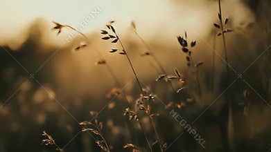 Golden hour meadow wild grass tranquil scene