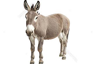 Gray Donkey Standing Calmly Isolated on Black Background with Farm Animal Theme