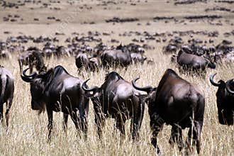 Wildebeest (Kenya)