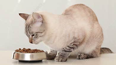 Cat eats dry food.
