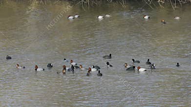 group of waterfowl, coots, ducks of different breeds playing in the water on a spring day