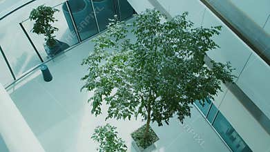 Indoor green trees growing in modern office atrium