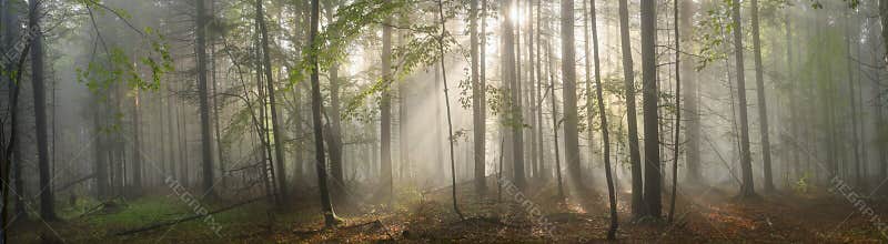 Magic Carpathian forest at dawn