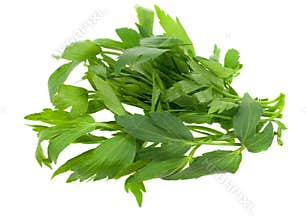 Fresh lovage herb