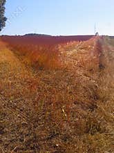 September harvest in Poland