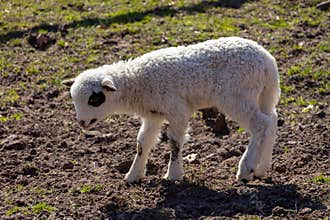 Cute Lamb Standing in Pasture on Sunny Day
