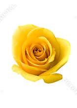 Yellow Rose