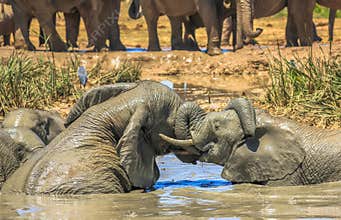 Fighting Elephants