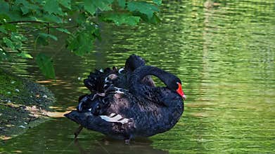 Black Swan, Cygnus atratus in a german nature park