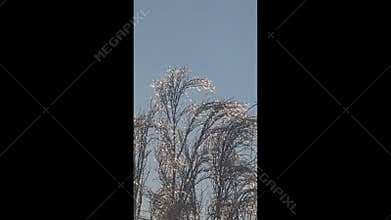 Tree branches covered in thick ice after freezing rain and winter storms.