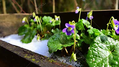 Close Up of Delicate Purple Violets Growing Amidst Melting Snow in a Wooden Planter