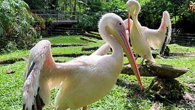 two majestic great white pelicans with open wings basking in sunlight and preening feathers with long bills