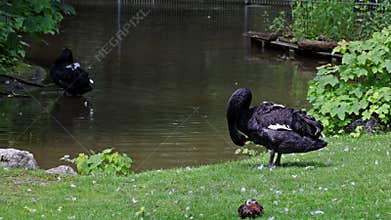 Black Swan, Cygnus atratus in a german nature park