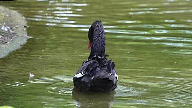 Black Swan, Cygnus atratus in a german nature park