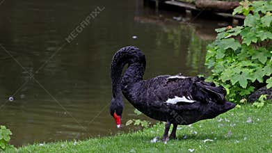 Black Swan, Cygnus atratus in a german nature park