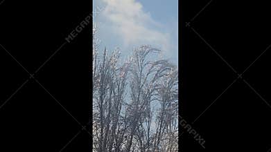 Tree branches covered in thick ice after freezing rain and winter storms.