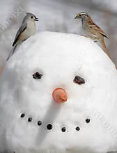 Birds On A Snowman