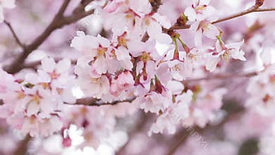 Close up video of sakura cherry blossom