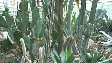 Cacti of different types, shapes and sizes. Succulent plants. Flowers with thorns.