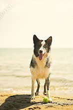 Happy dog playing with tennis ball near shorline in hot summer day
