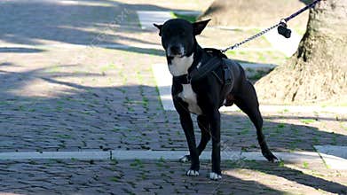 footage of the owner taking his black dog for a walk on the street.