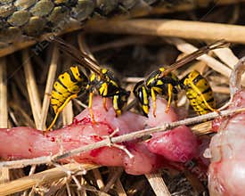 Two Wasps Eating from a Corpse