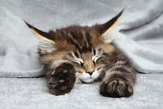 Maine Coon kitten sleep
