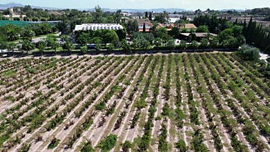 This aerial footage showcases a vineyard with a charming house amidst lush fields