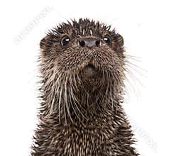 European otter, Lutra lutra, isolated