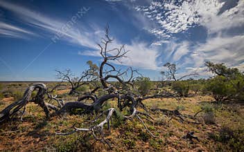 A landscape with the gnarled branches of a very rare tree against an interesting sky.