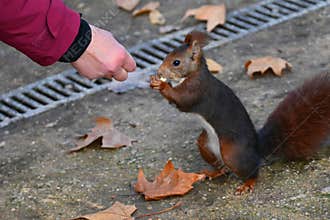 A red squirrel on a wooden park bench being fed nuts by a person in Campo Grande Park, Valladolid, Spain. 03 03 2025