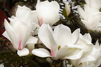 Flower Magnolia