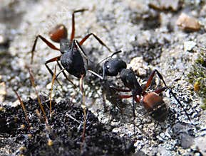 Macro Photograph of Camponotus cruentatus – One of the Largest Ant Species in Europe