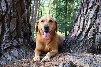 Beautiful Labrador Retriever dog poses among the trunks of coniferous trees in the forest.