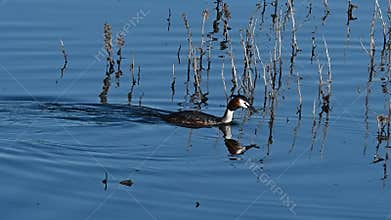 Great Crested Grebe (Podiceps cristatus) – Nesting and Egg Care
